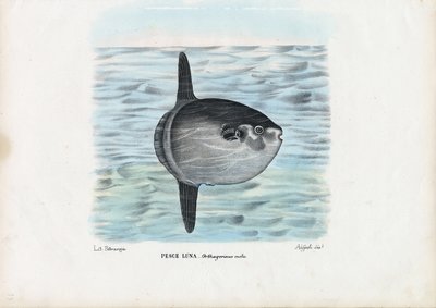 Ocean Sunfish, 1863-79 by Raimundo Petraroja